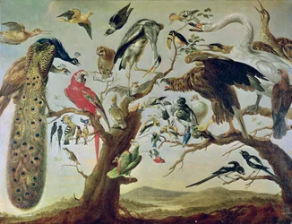 Het concert van de vogels